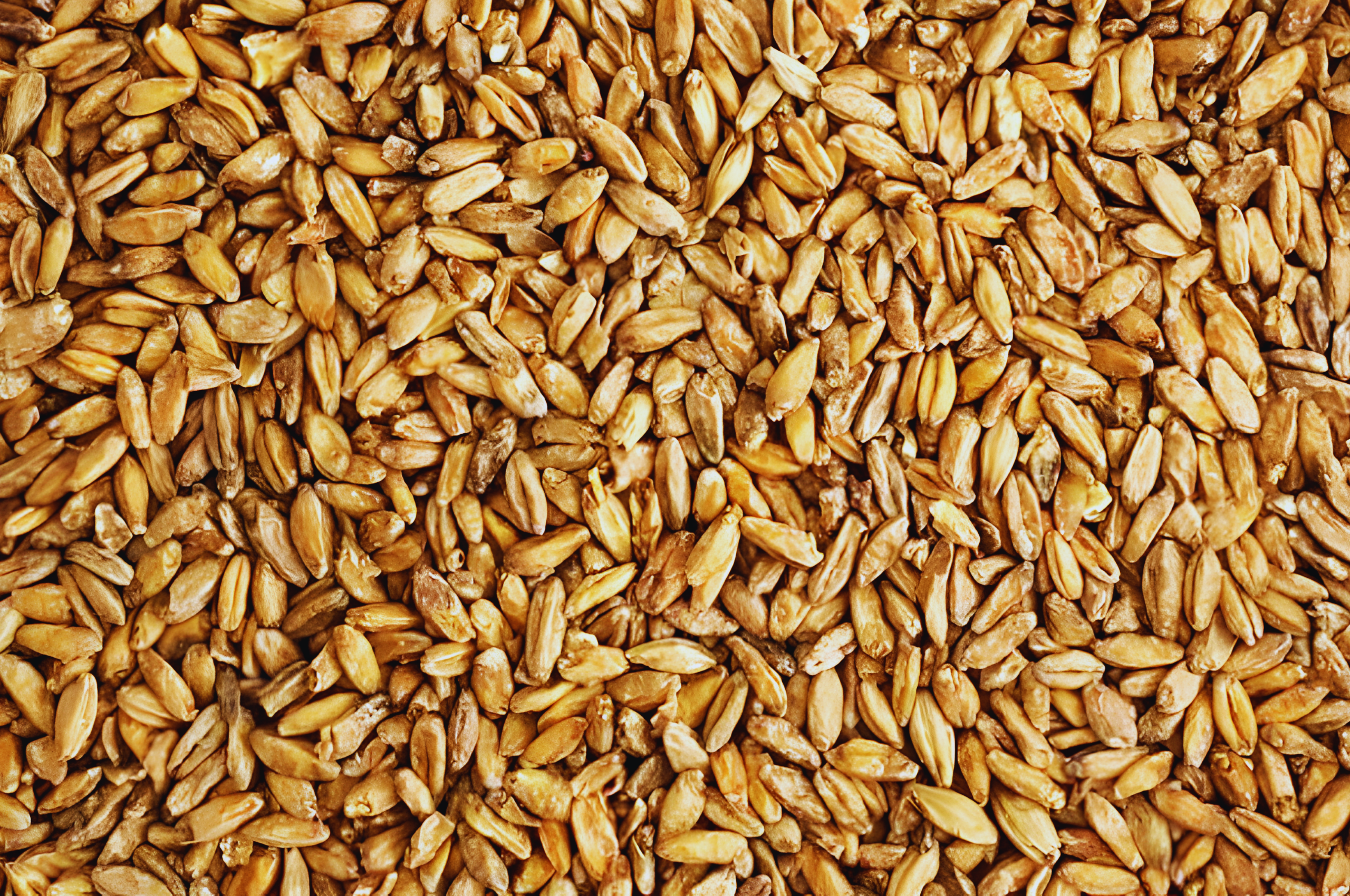Malt Grain