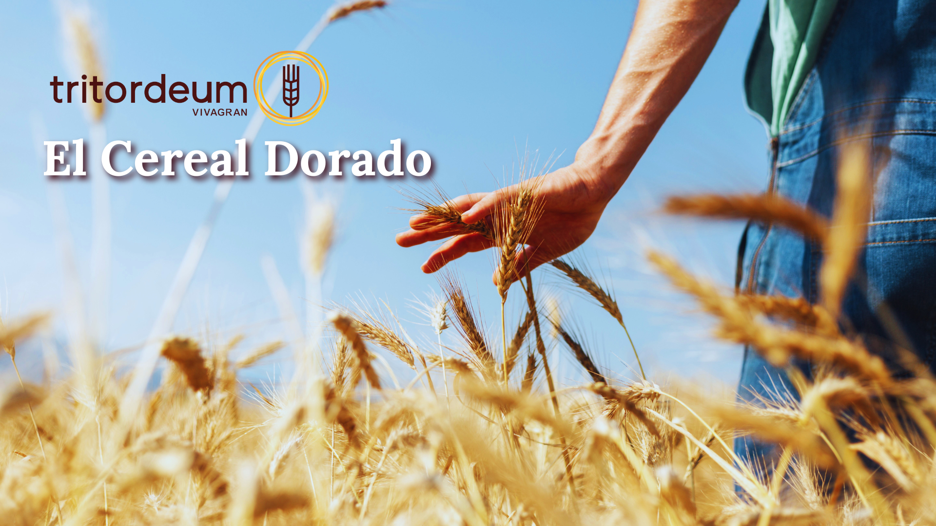 Presentación Tritordeum Presentación Tritordeum