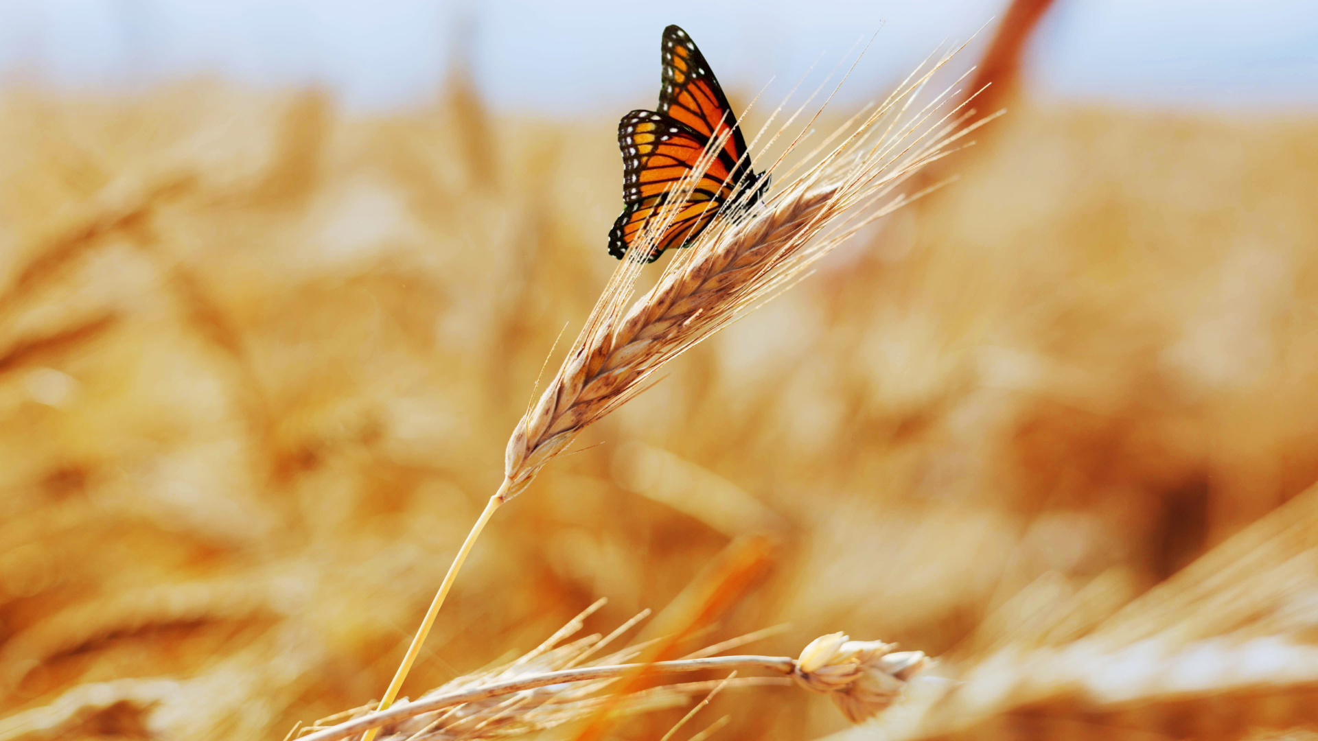 Tritordeum newsletter