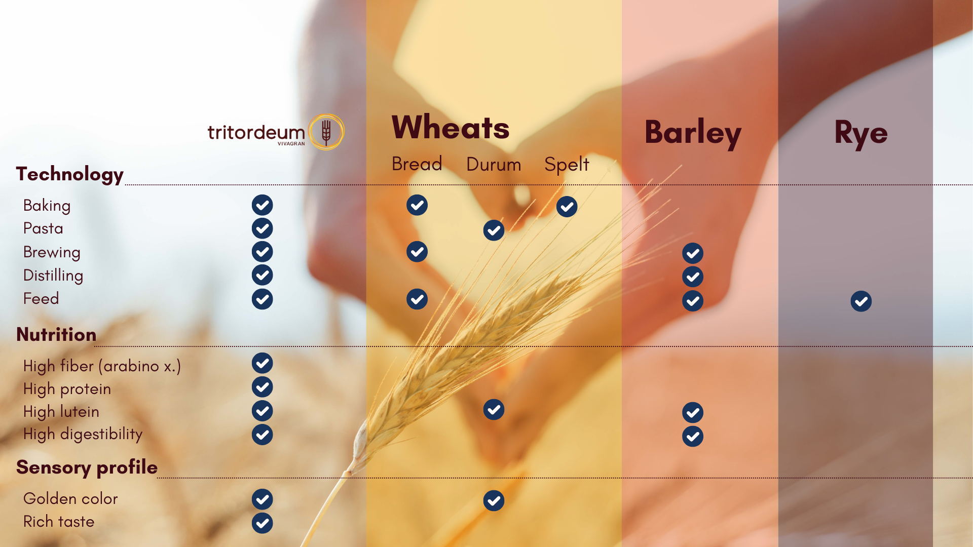 Tritordeum competition Tritordeum competition