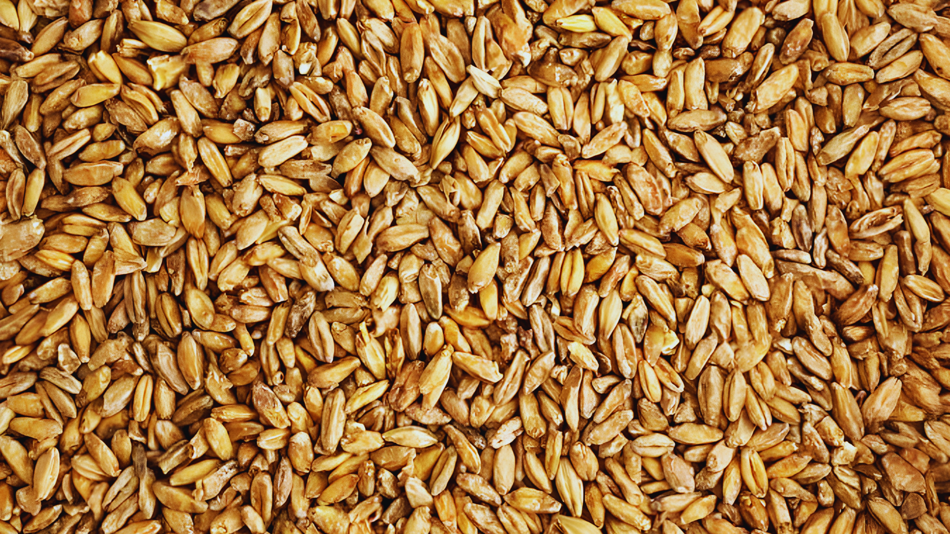 Tritordeum malt Tritordeum malt