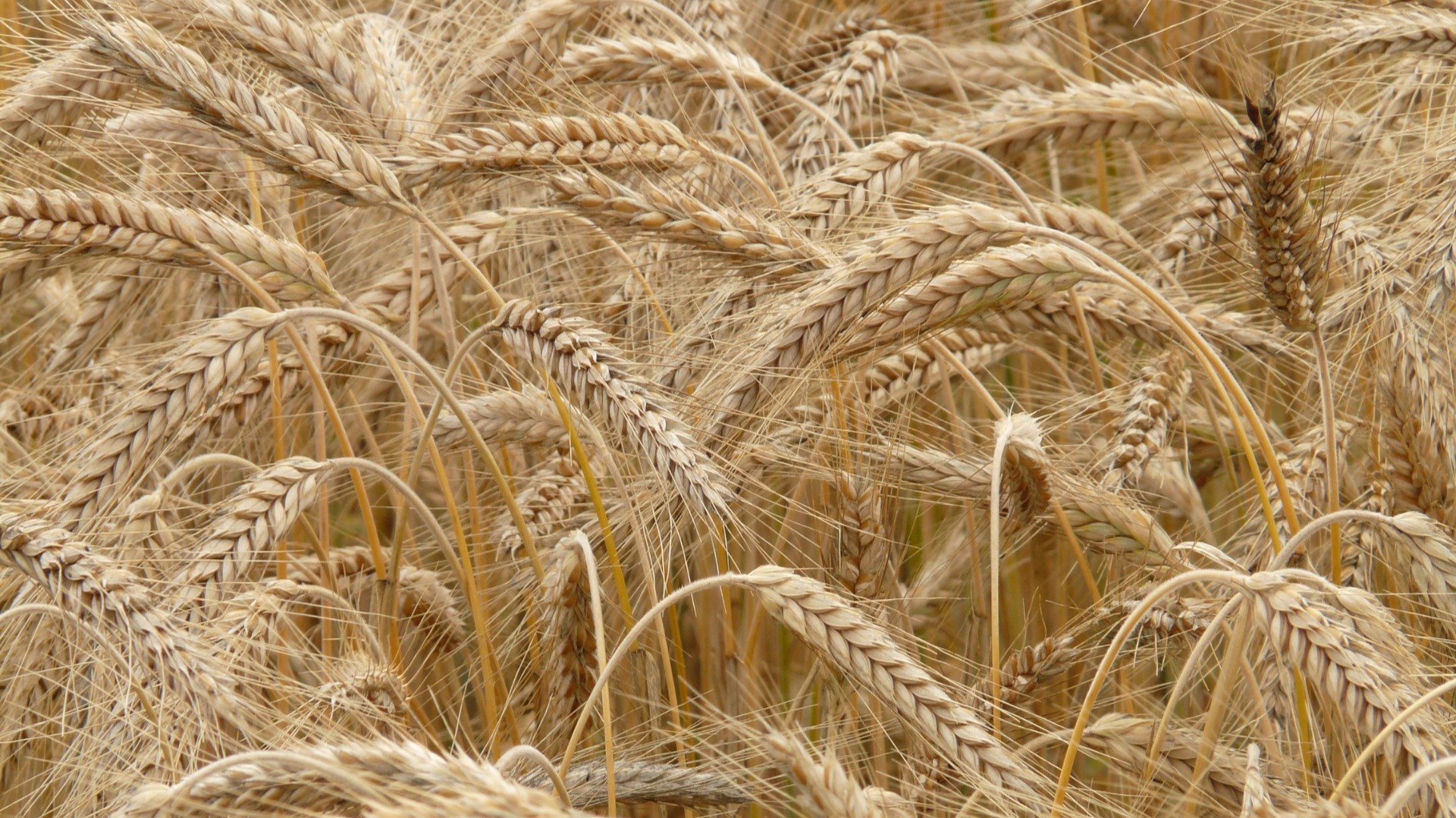 durum wheat durum wheat