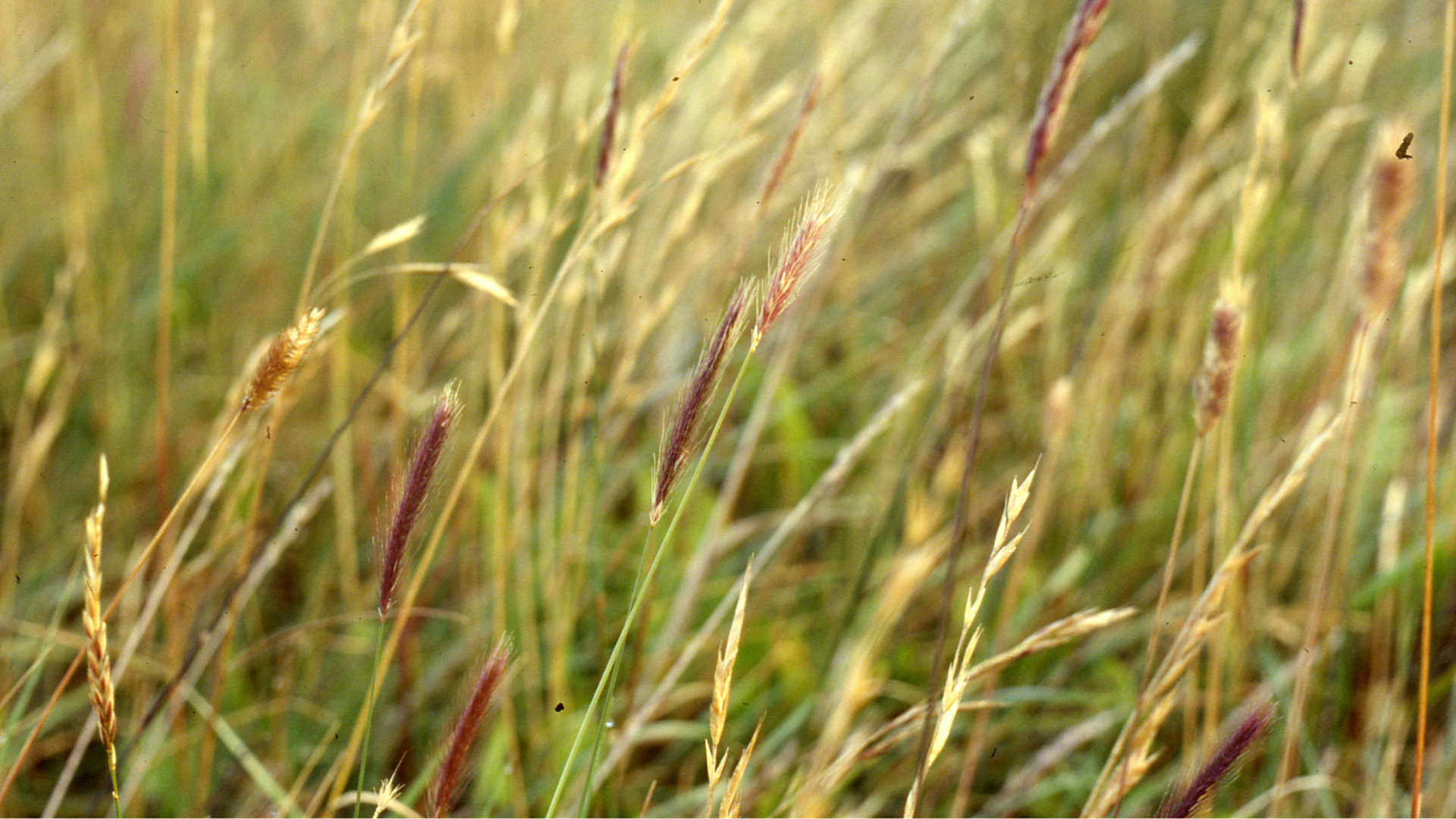 hordeum chilense hordeum chilense