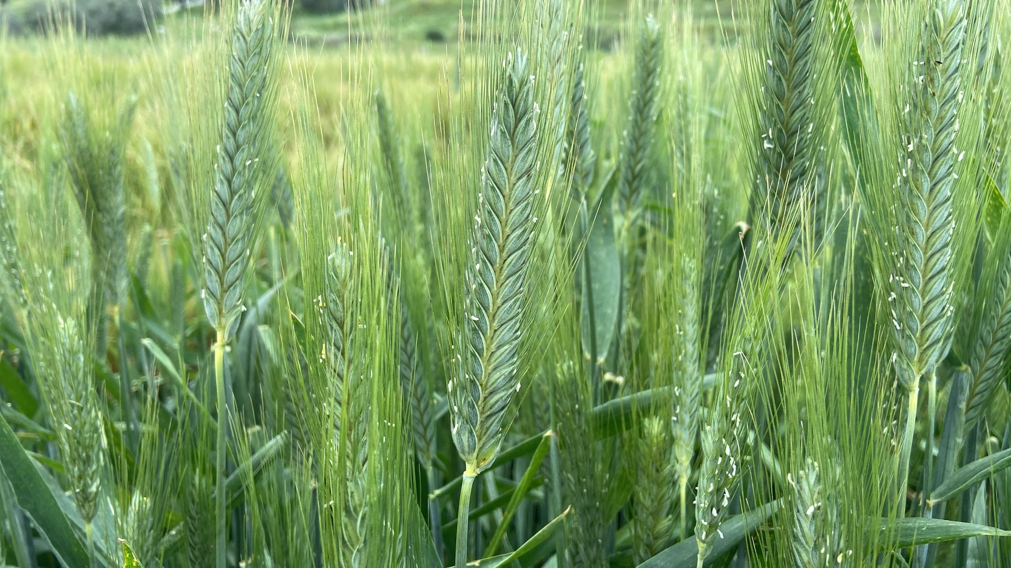Tritordeum Nitrogen Fertilization and Sowing Density Study