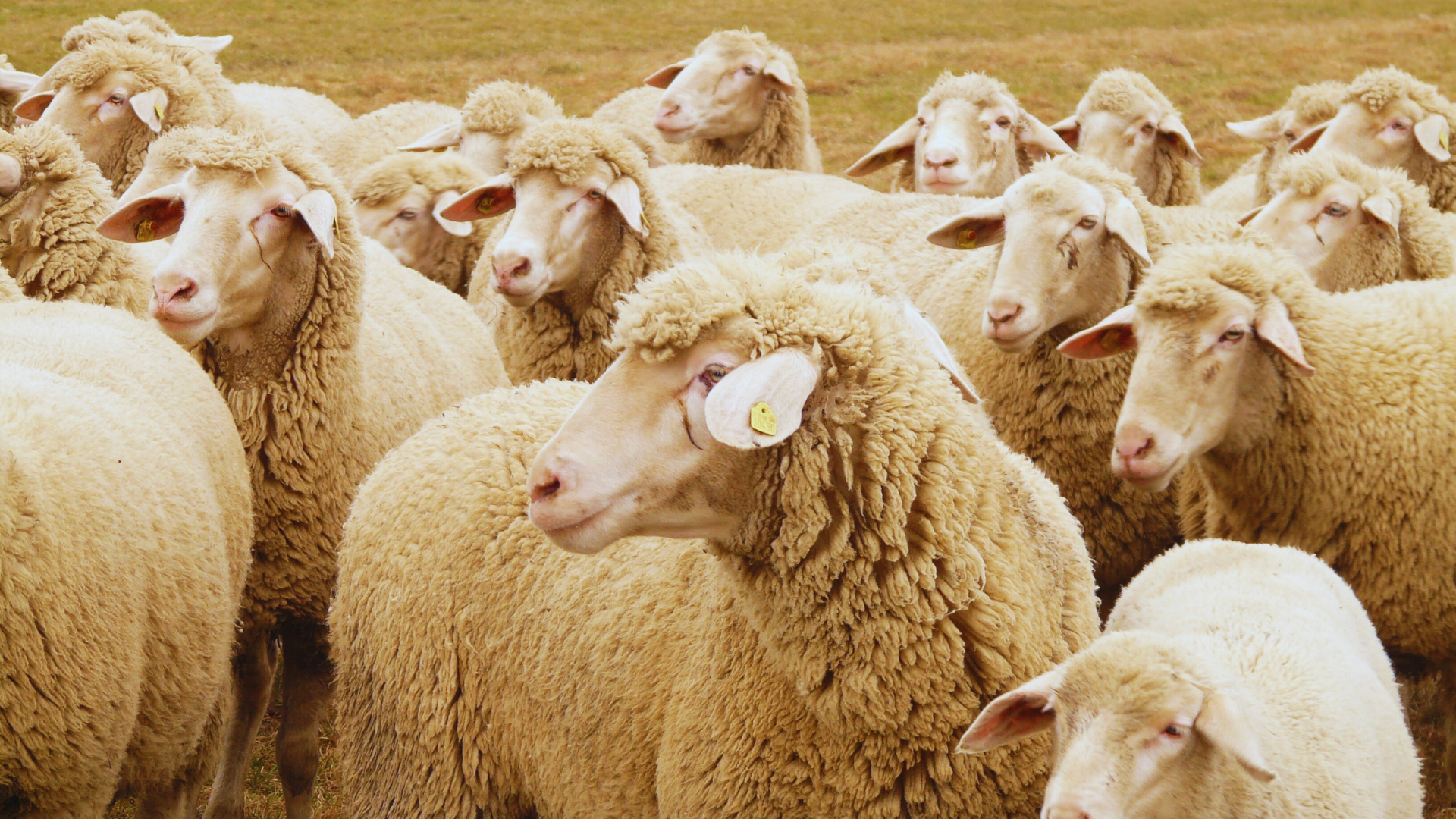 Estudio sobre la fisiología aplicada del bienestar animal del ganado ovino alimentado a base de nuevos cereales — Tritordeum y DDRR — frente a cereales tradicionales
